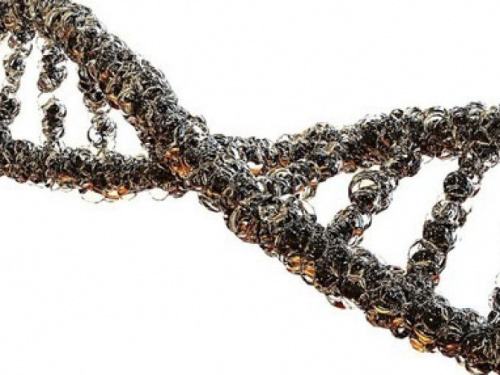 Человеческий геном полностью расшифровали: в каждой клетке по 3 миллиарда «букв»
