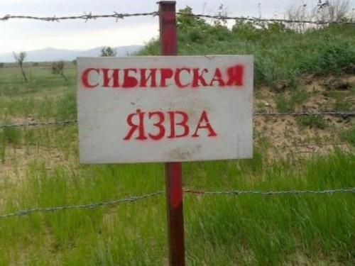 В Украине зафиксирован случай сибирской язвы