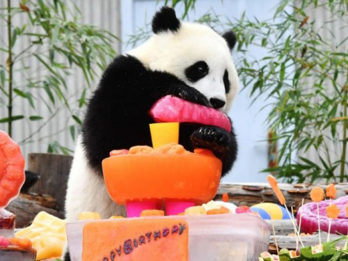 Панда-вечеринка в китайском заповеднике: 18 детенышей празднуют свои первые дни рождения (ВИДЕО)