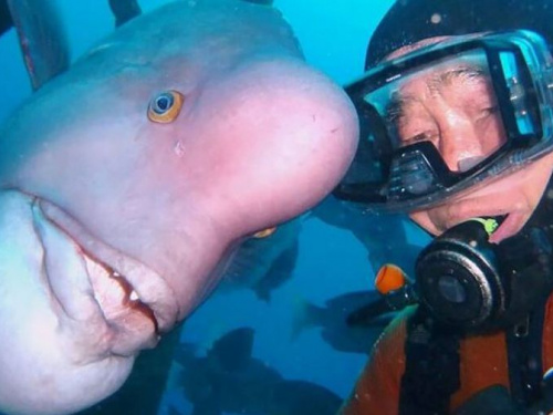 Японец 30 лет дружит со странной рыбой (ВИДЕО)