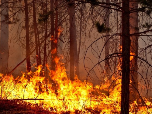 В Донецкой области за выходные потушили четыре лесных пожара