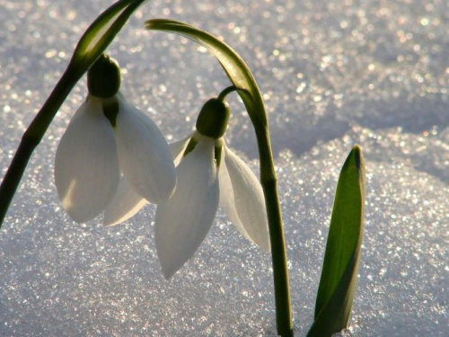 В Україну прийде рання, але холодна весна