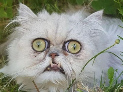Фотографии "самого страшного" кота стали вирусными (ФОТО+ВИДЕО)