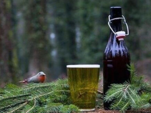 В Нидерландах из новогодних елок варят пиво