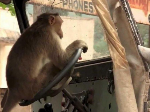 Индиец посадил обезьяну за руль автобуса (ВИДЕО)