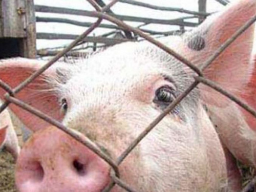В Донецкой области выявлена новая вспышка африканской чумы свиней