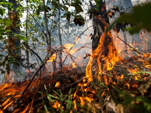 На Донетчине введен официальный запрет на посещение лесных массивов