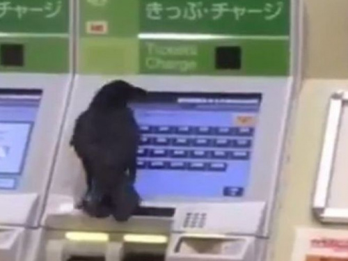 Ворона украла банковскую карту, чтобы купить билет на поезд (ВИДЕО)