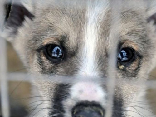 В Украине хотят усилить ответственность за жестокое обращение с животными