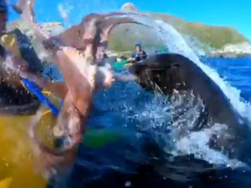 Тюлень врезал мужчине осьминогом по лицу (ВИДЕО)