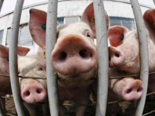 Вспышка африканской чумы свиней зафиксирована на территории Донецкой области