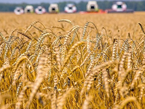 Украина собрала рекордный урожай ранних зерновых
