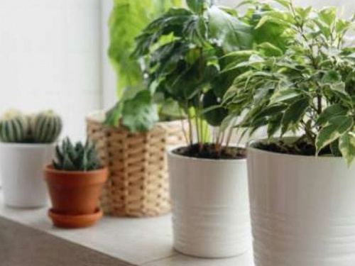 5 растений, которые должны стоять в вашей комнате