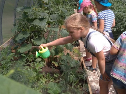 В авдеевском садике "Малыш" детвора выращивает тепличные овощи (ФОТО)