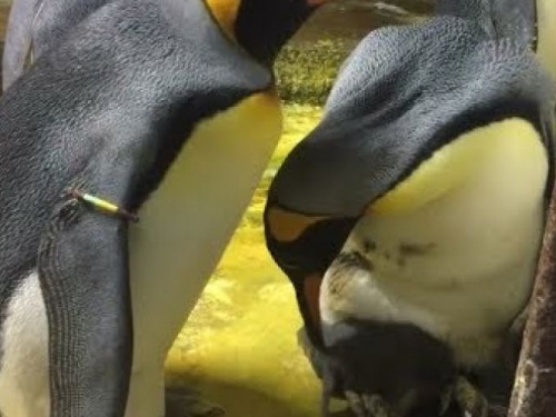 Пингвины-геи похитили детеныша у своих невнимательных гетеросексуальных сородичей (ВИДЕО)