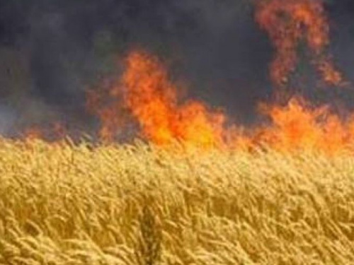 В Донецкой области сгорело около 40 гектаров пшеницы
