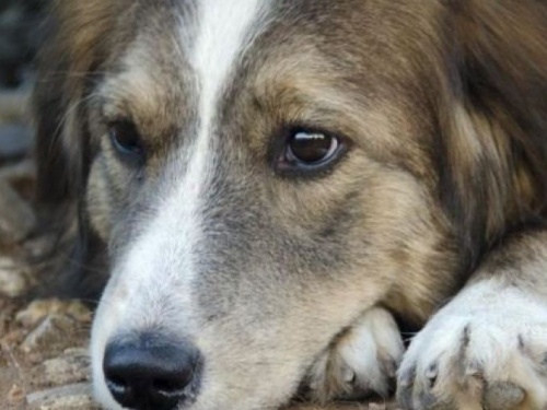 В Україні пропонують заборонити розводити та продавати домашніх тварин