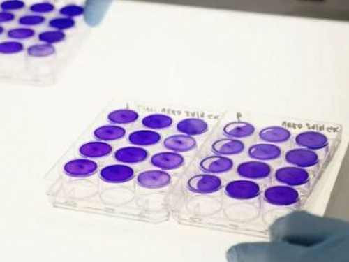 В Австралии заявили о создании лекарства от коронавируса с эффективностью 99,9%