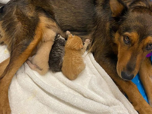 Как собака стала заботливой мамой для котят