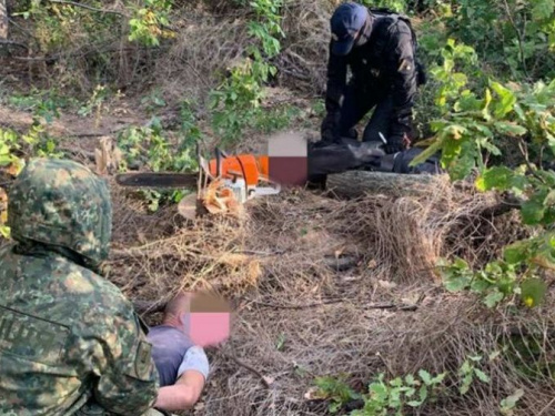Ущерб на 2 миллиона гривен: группа "черных лесорубов"  задержана в Донецкой области