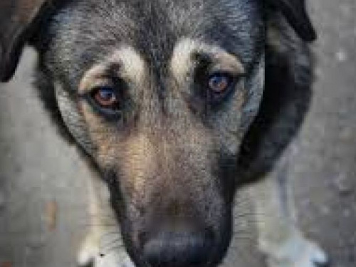 Работает "ЗооКонтроль": в Авдеевке 20 ноября пройдет отлов бездомных животных