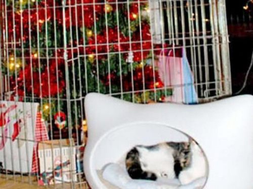 Как защитить елку от кота: самые смешные лайфхаки от пользователей сети (ФОТО)