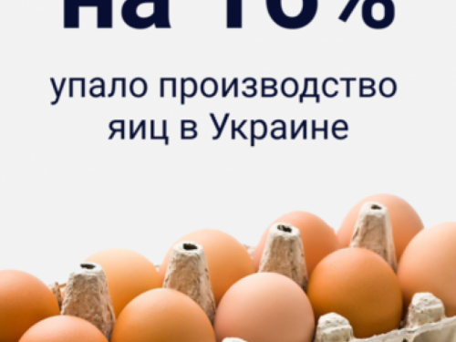 В Украине становится все меньше яиц: какая цена станет для авдеевцев