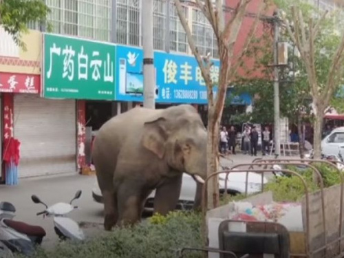 В Китае слон устроил переполох в поселке (ВИДЕО)