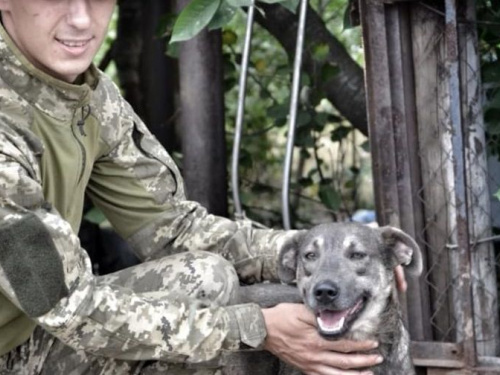 Пес по кличке Военный оберегает Авдеевку (ФОТО)