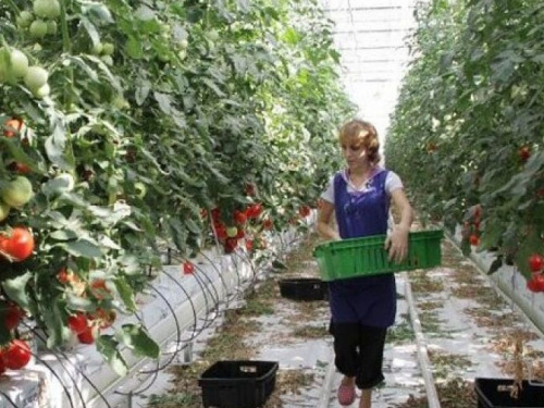 Украину ждет кризис парниковых овощей: тепличные хозяйства останавливают работу из-за стоимости энергоносителей