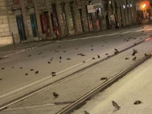 В Риме из-за салютов погибли сотни птиц