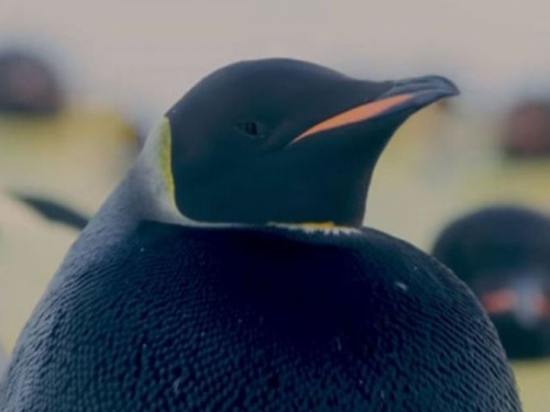 Обнаружен единственный в своем роде черный императорский пингвин (ФОТО+ВИДЕО)