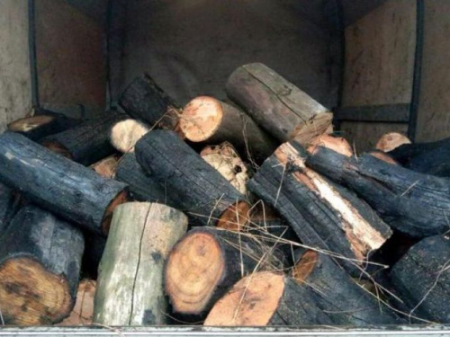Вырубка леса на Донетчине: открыты около 100 уголовных производств