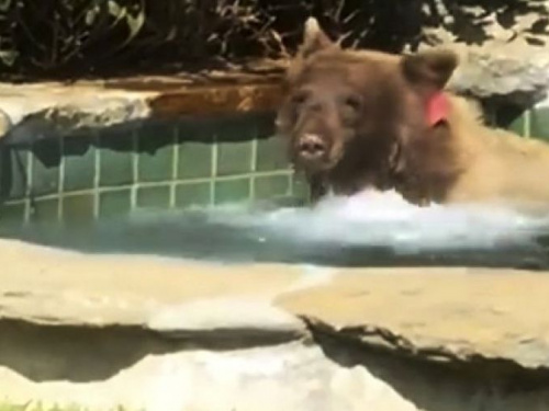 Медведь решил насладиться джакузи: хит Сети (ВИДЕО)