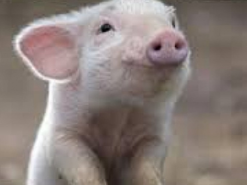На Донетчине уже зафиксированы пять вспышек чумы свиней
