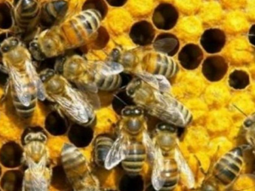 В Украине массово гибнут пчёлы
