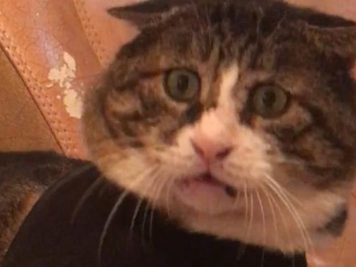 Китайский кот покорил Сеть своей эмоциональностью (ФОТО)