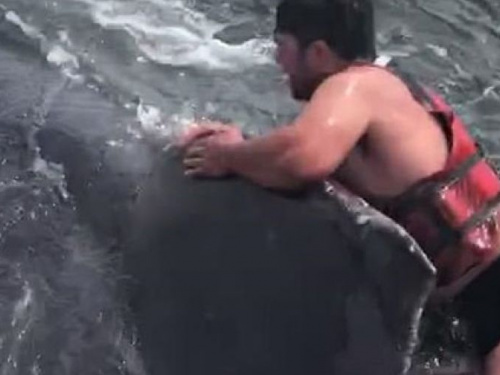 Рыбак спас кита, прыгнув на него с ножом в зубах (ФОТО+ВИДЕО)