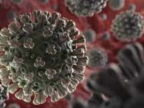 Американские и канадские ученые выяснили, как коронавирус атакует мозг человека в обход иммунитета