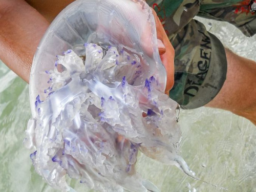 Хрустальное мясо, нет мозгов, могут ужалить: 16 фактов о медузах для тех, кто собрался на Азовское море
