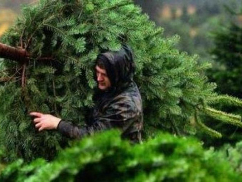 В Донецкой области стартовала операция «Новогодняя елка - 2021»