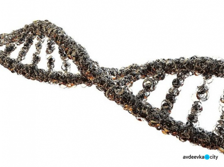 Человеческий геном полностью расшифровали: в каждой клетке по 3 миллиарда «букв»