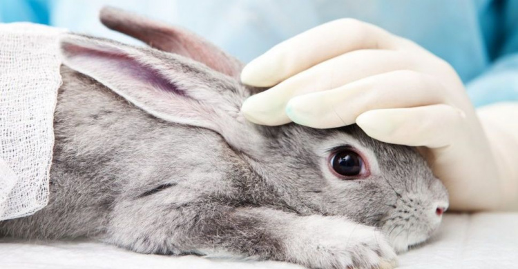 Україна заборонила тестувати косметику на тваринах