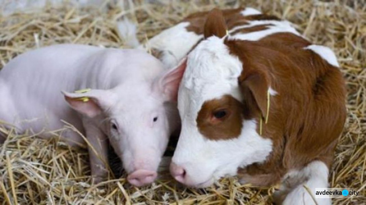 Як авдіївці повинні утримувати домашню худобу: в Україні діятимуть європейські вимоги до благополуччя тварин