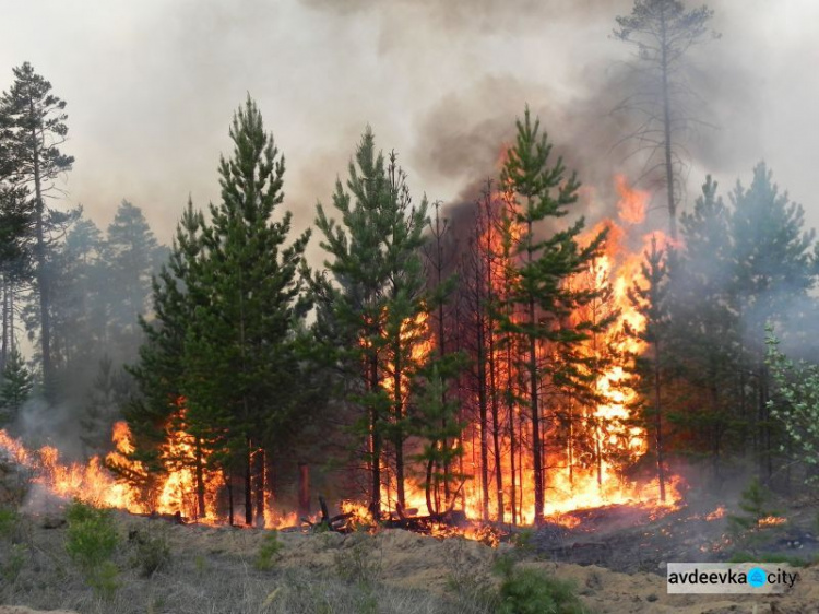В Украине увеличили штрафы за пожары в лесах и уничтожение природы