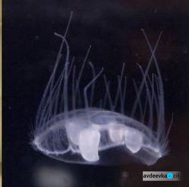 В реке Днепр под Черкассами обнаружили медуз