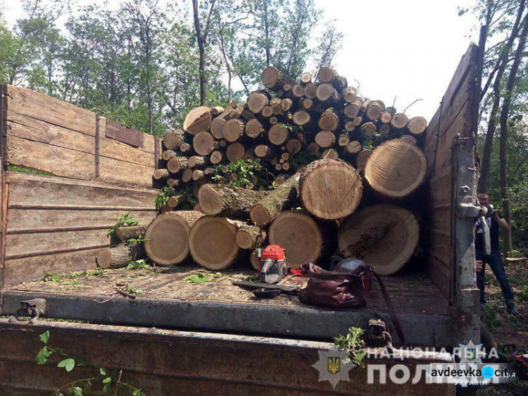 В Донецкой области распоясались "черные лесорубы"
