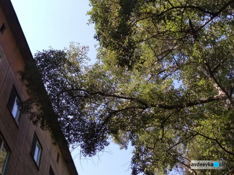 Аварийно опасные деревья в Авдеевке: что нужно для вызова коммунальщиков (ФОТО)