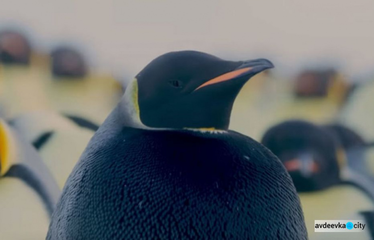 Обнаружен единственный в своем роде черный императорский пингвин (ФОТО+ВИДЕО)