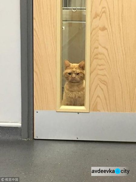 Угрюмый рыжий кот стал популярным мемом (ФОТО)